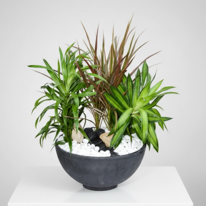 Plant Garden Decoration